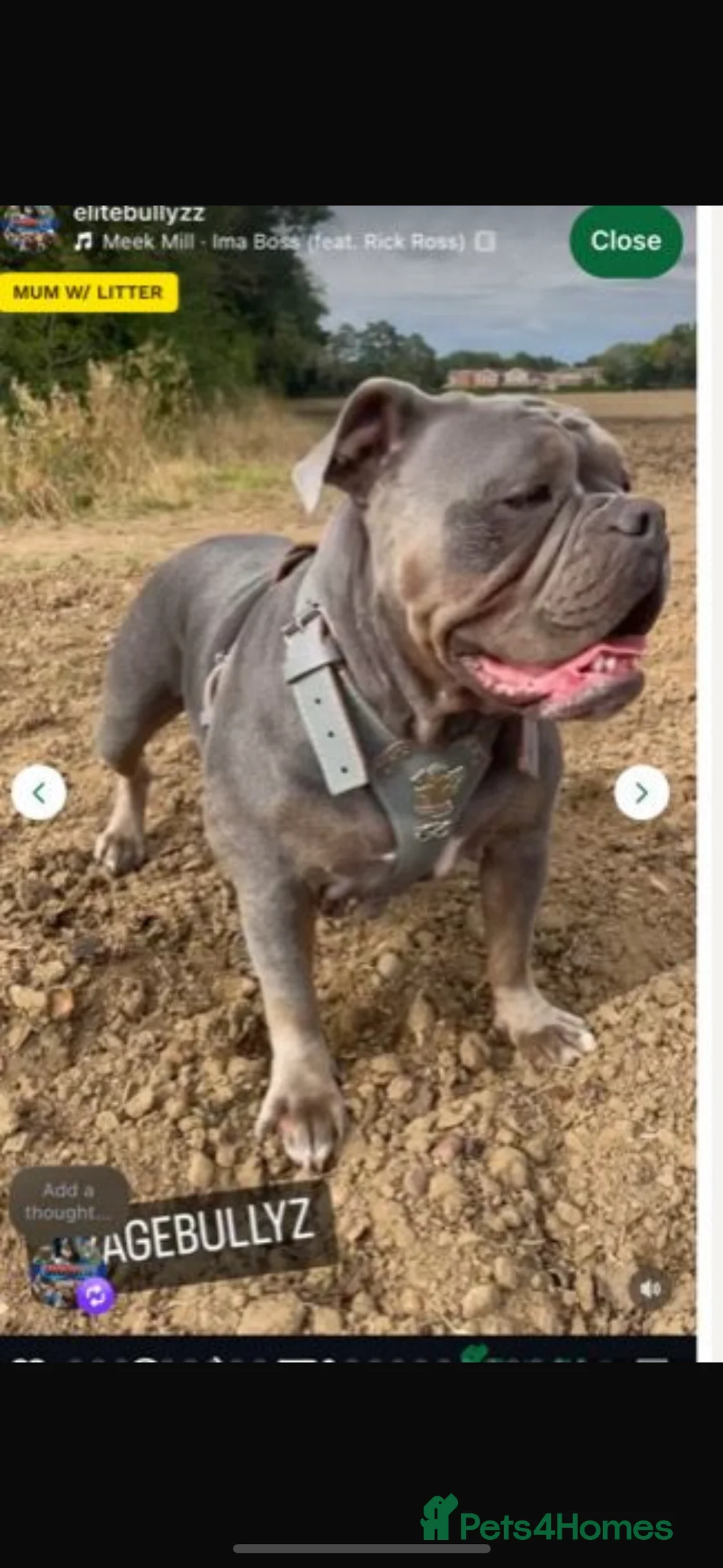 Dorset Olde Tyme Bulldogge dogs for sale: 5 month old girl  - Advert 3