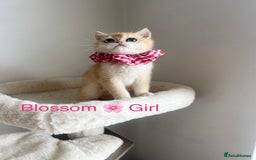 British Shorthair cats for sale: Rare NY12 British Shorthair Kittens  - Image 5