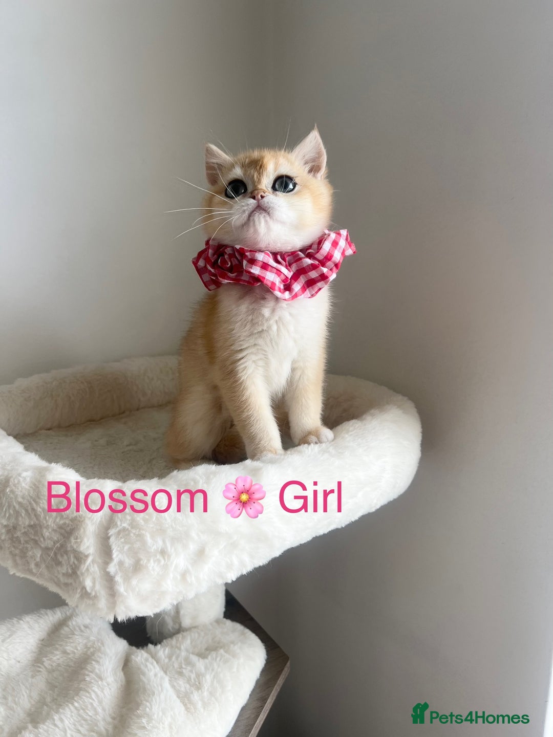 British Shorthair cats for sale: Rare NY12 British Shorthair Kittens  - Image 5