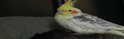 Mixed Breed birds for sale: URGENT Bird Rehoming - Advert 3