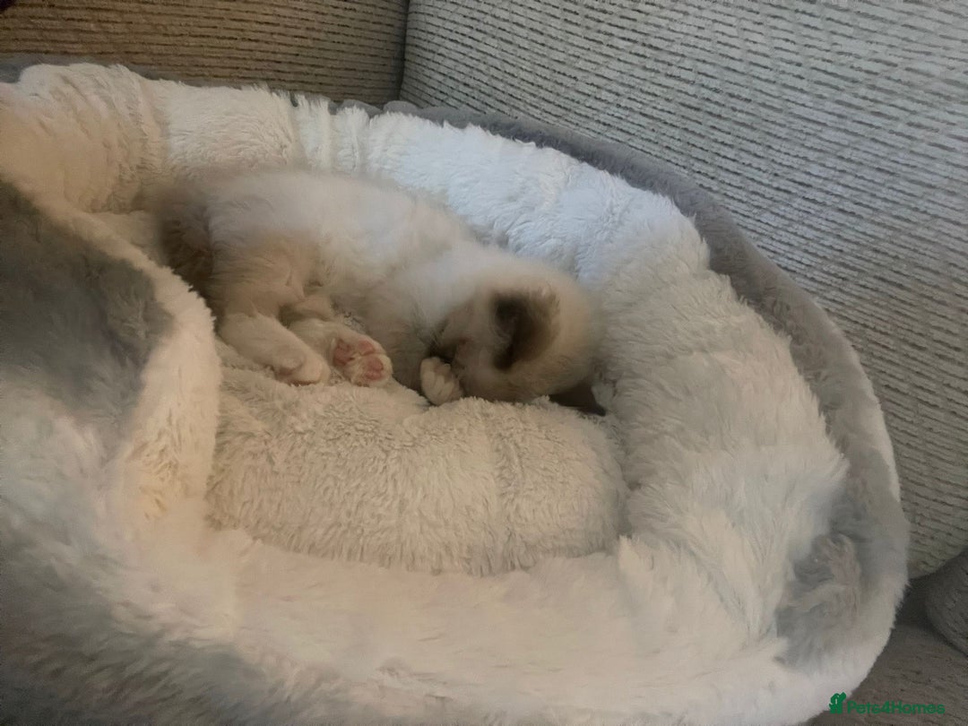 Ragdoll cats for sale: Ragdoll Kitten - Image 3