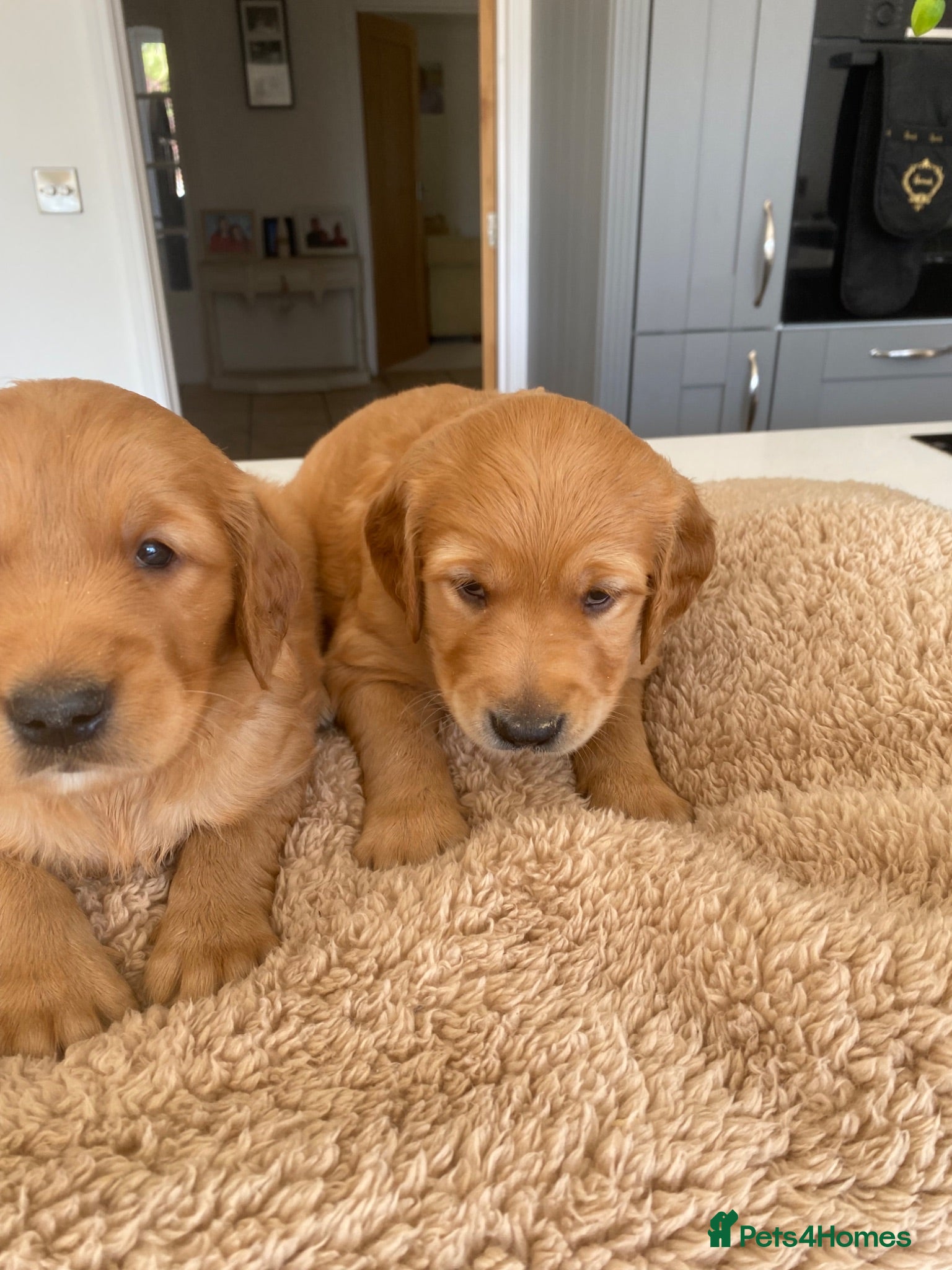 Golden Retriever dogs KC REG RED Golden Retriever puppies  - Advert 2