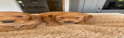 Golden Retriever dogs for sale: KC REG RED Golden Retriever puppies  - Advert 2