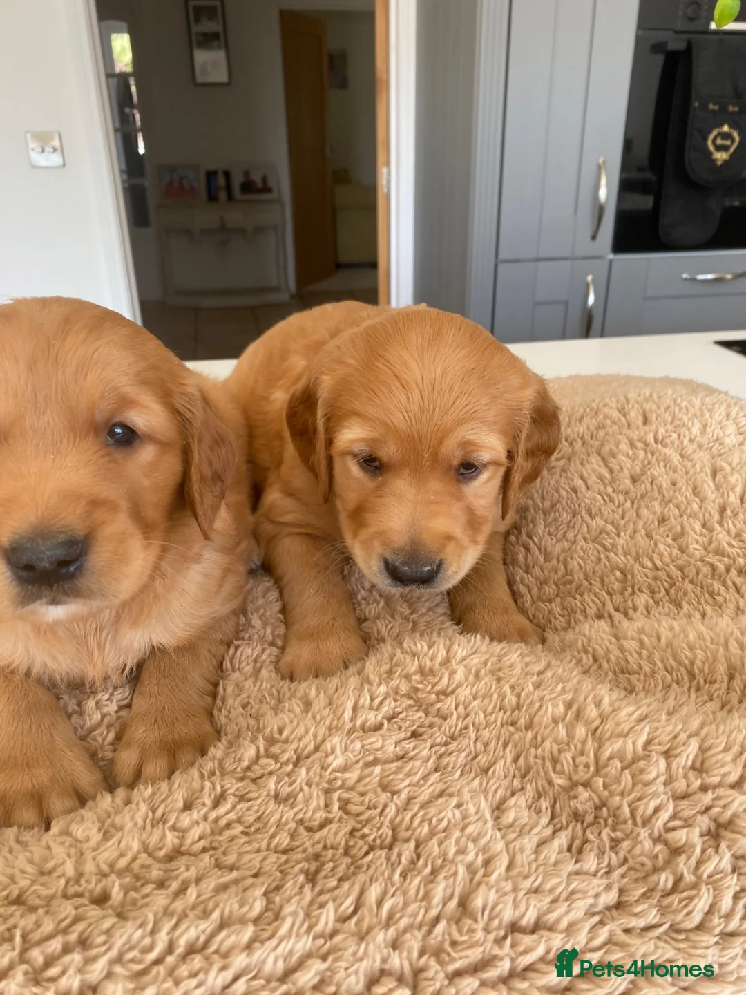 Golden Retriever dogs for sale: KC REG RED Golden Retriever puppies  - Advert 2