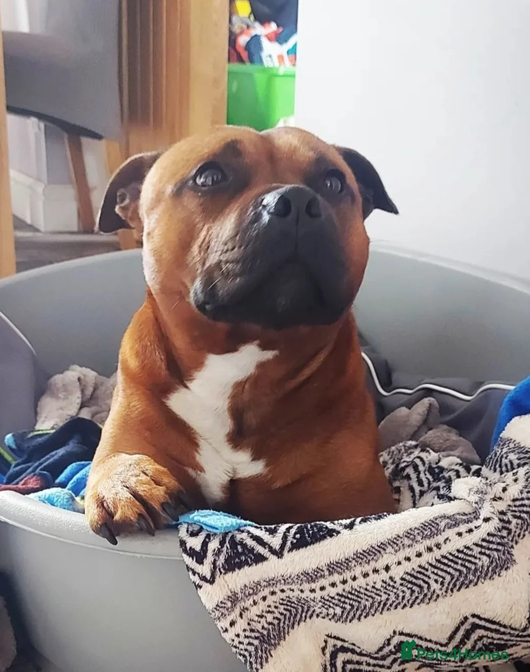 Staffordshire Bull Terrier dogs for stud: Red Staffordshire Bull Terrier Stud in Wolverhampton - Advert 9