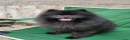 Mixed Breed dogs for sale: Dameranian Puppy for sale in Plymouth - Advert 9
