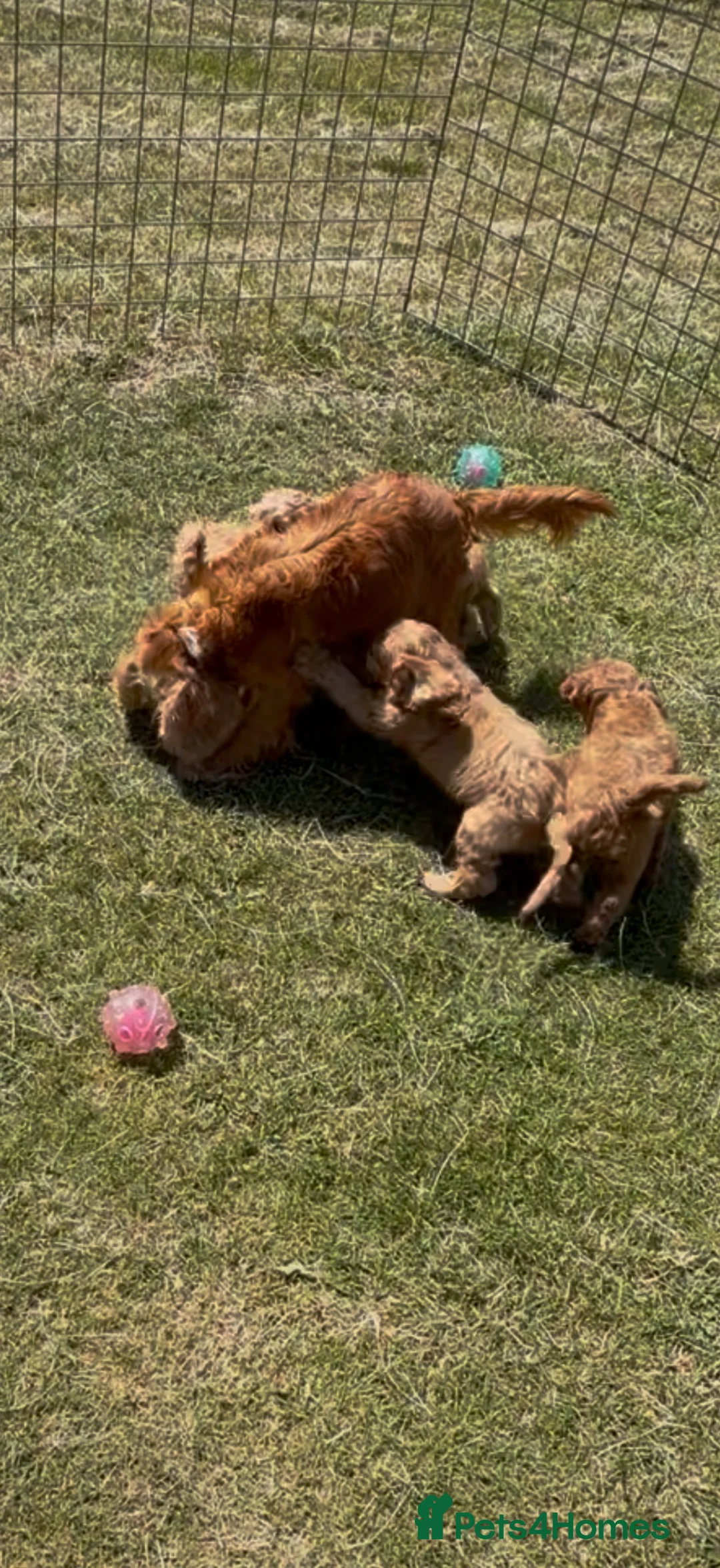 Cockapoo dogs for sale: Healthy cockapoos  - Advert 2