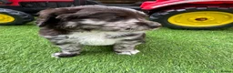 Cocker Spaniel dogs for sale: ​Stunning Cocker Spaniel Puppies Ready 14th May in London - Advert 5