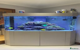 Other/Mixed Breed fish for sale:  600L Full Reef System With Fish & Corals - Image 1