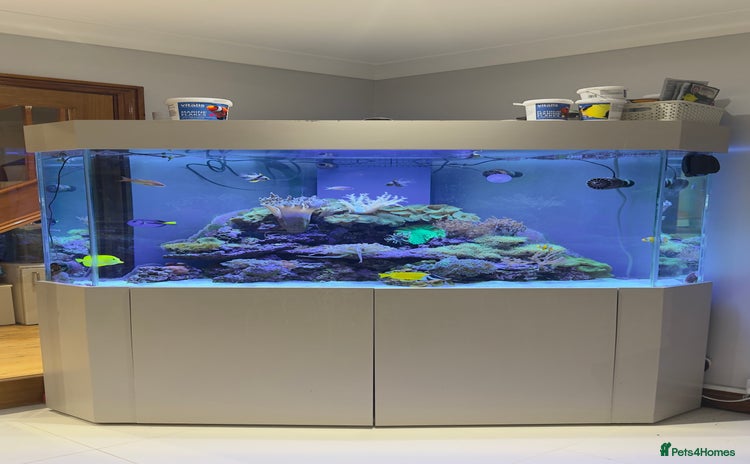 Other/Mixed Breed fish - Advert 1