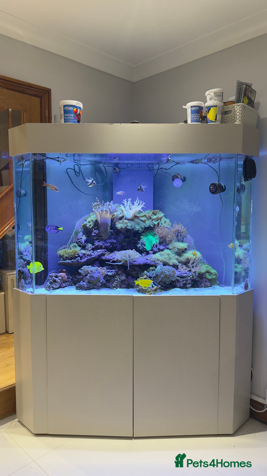Other/Mixed Breed fish for sale:  600L Full Reef System With Fish & Corals - Image 1