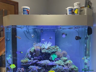 Other/Mixed Breed fish - Advert 3