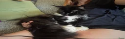 Maine Coon cats for sale: uther - male maine coon un-neutered  - Advert 25