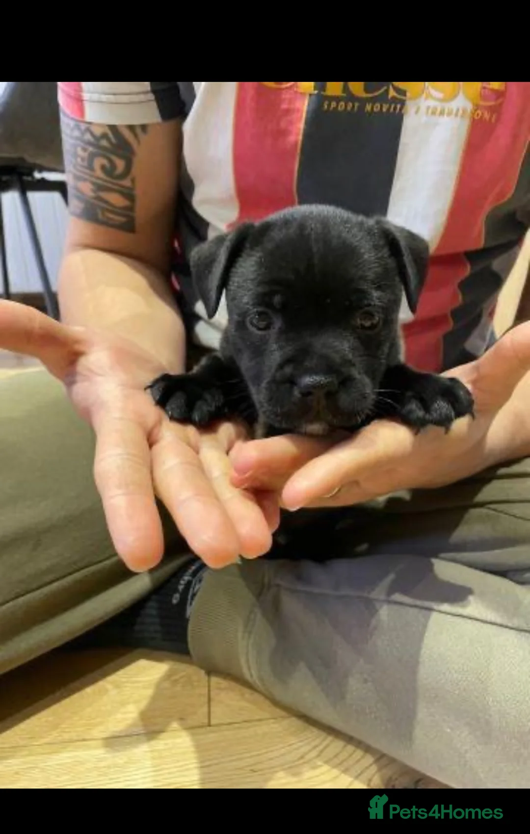 Staffordshire Bull Terrier dogs for sale: 1 Blue boy and 1 black female Staffys Available  in Coventry - Advert 2
