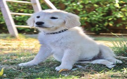 Golden Retriever dogs for sale: Golden retriever  - Image 3