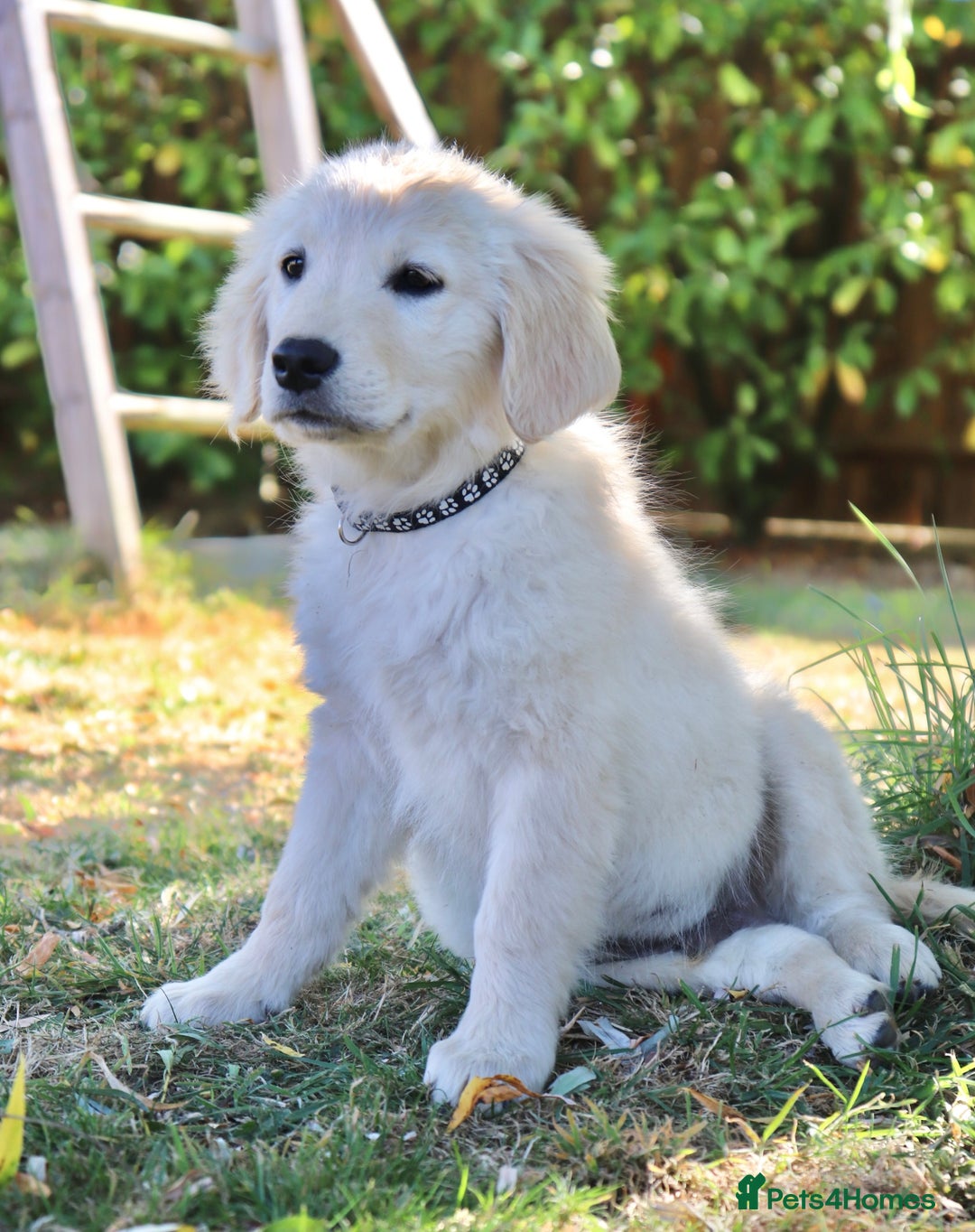 Golden Retriever dogs for sale: Golden retriever  - Image 3