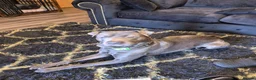 Mixed Breed dogs for sale: Blue  - Advert 2