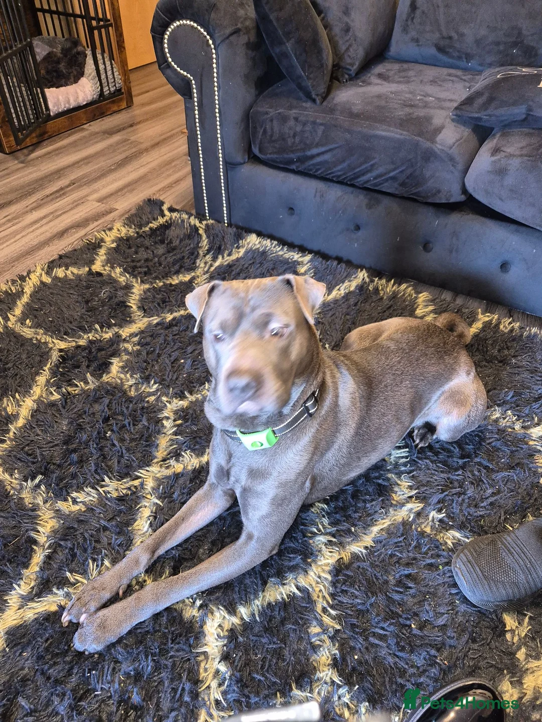 Mixed Breed dogs for sale: Blue  - Advert 2
