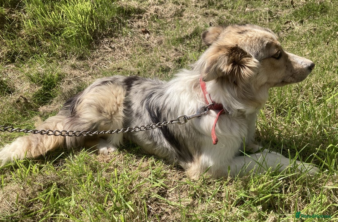 Welsh Collie dogs for adoption: Fly 10 month old Welsh collie - Image 1