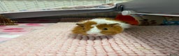 Guinea Pig rodents for sale: 4 girl guinea pigs plus cage and accessories  - Advert 9