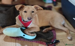 Mixed Breed dogs for adoption: ❤️Hope&Joy — two 7(8) months small sisters❤️ - Advert 19