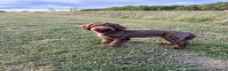 Cockapoo dogs for sale: Merle and Chocolate F1b Cockapoos Due Sept’ - Advert 25