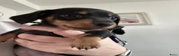 Miniature Dachshund dogs for sale: Miniature dachshund puppies  in Wisbech - Advert 6