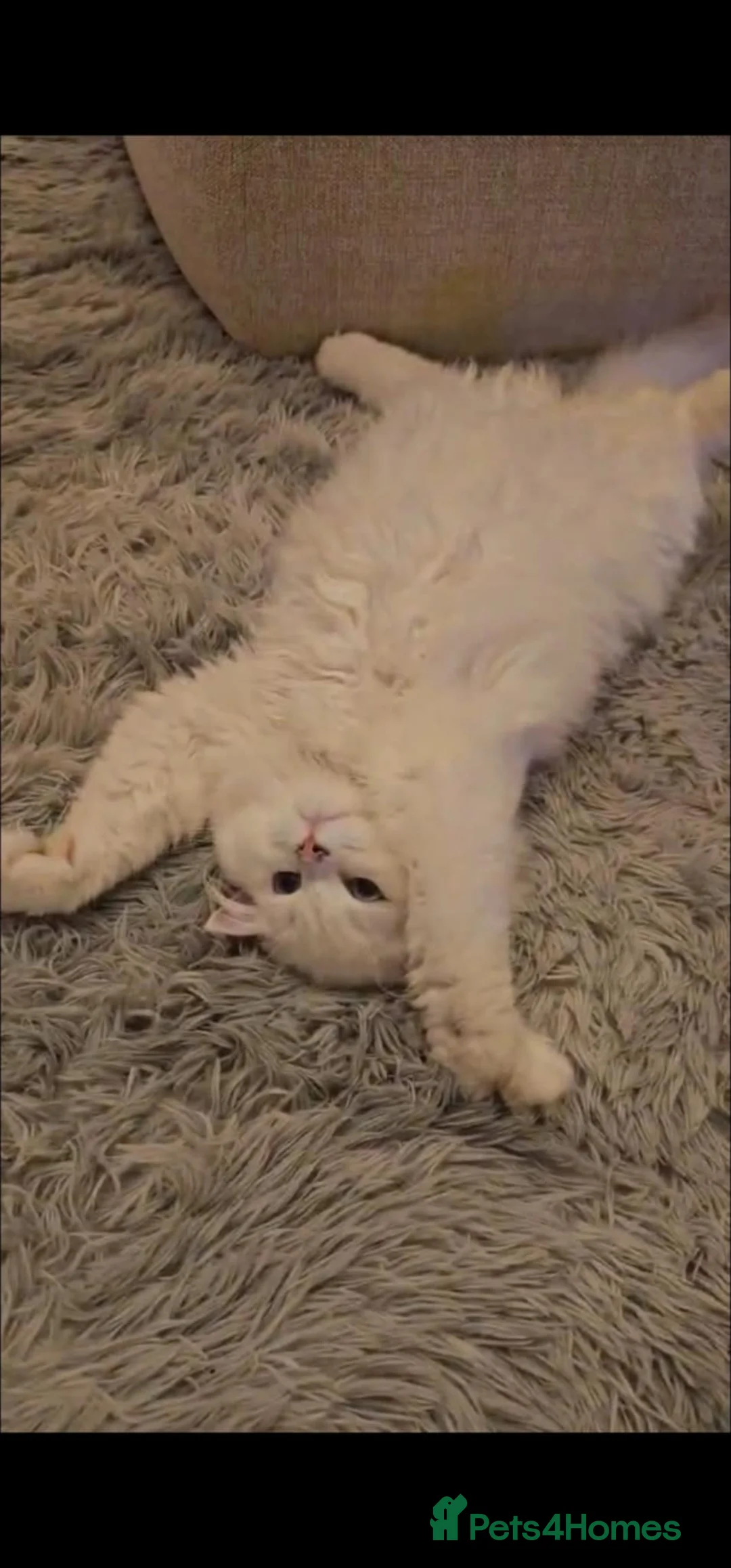 British Longhair cats for sale: British Longhair pedigree,champion parents - Advert 3