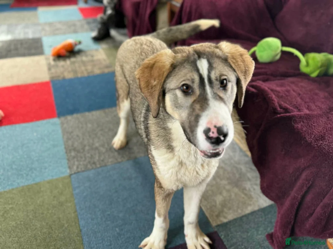 Mixed Breed dogs for adoption: FLORIAN - THE BFG PUPPY - Advert 4