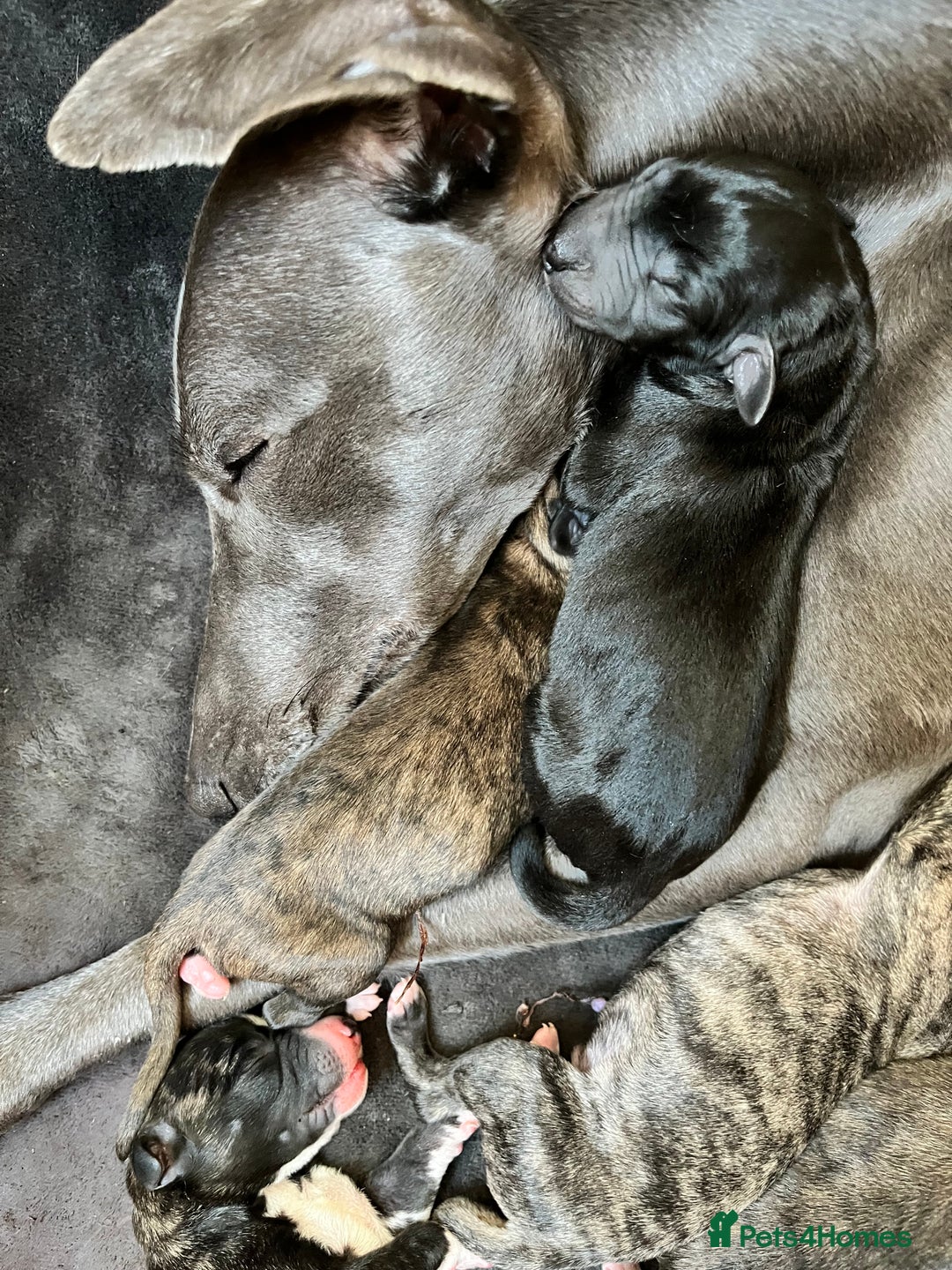 Whippet dogs for sale: Beautiful KC Reg Pedigree Whippet Puppies - Advert 3