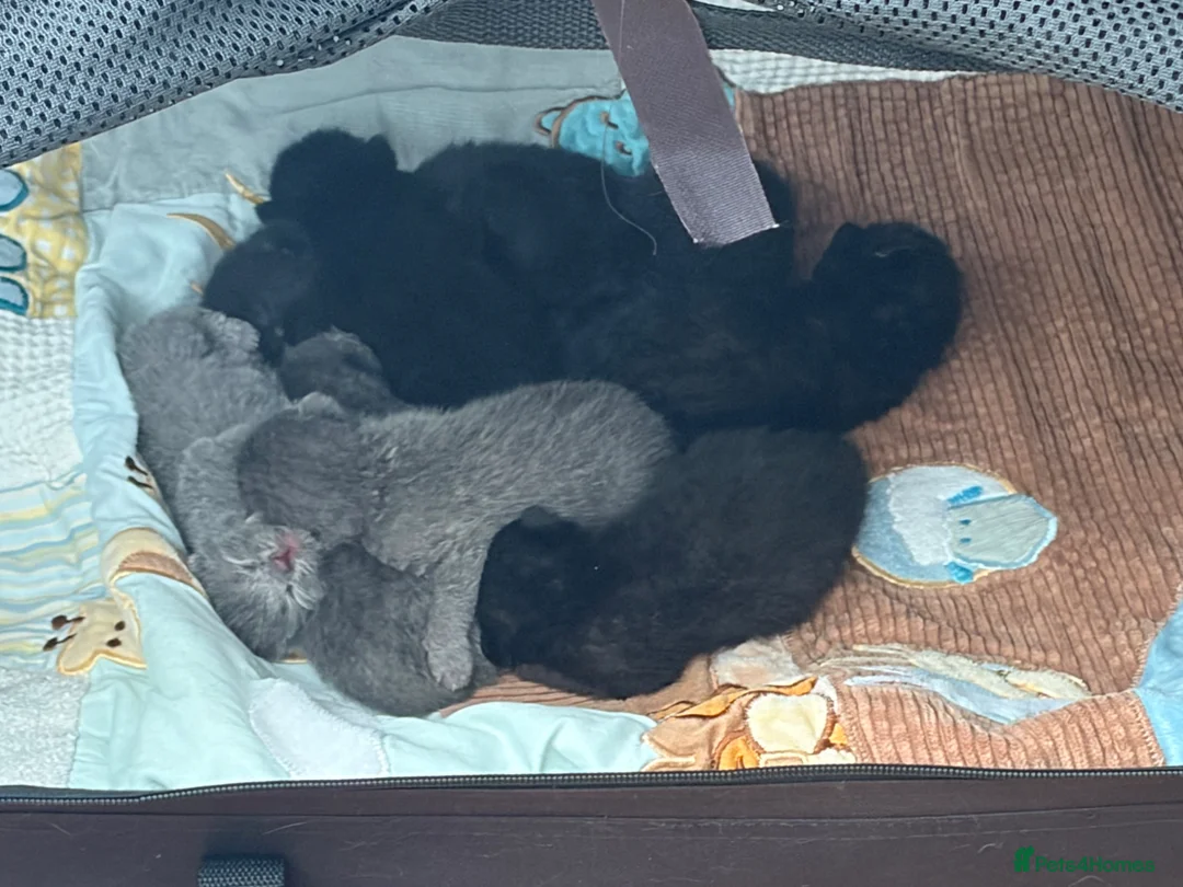 Scottish Fold cats for sale: SCOTTISH FOLDS 🥰 - Advert 5