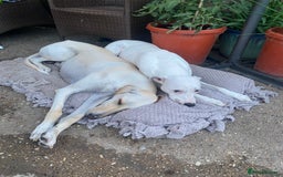 Mixed Breed dogs for sale: Lurcher  - Image 13