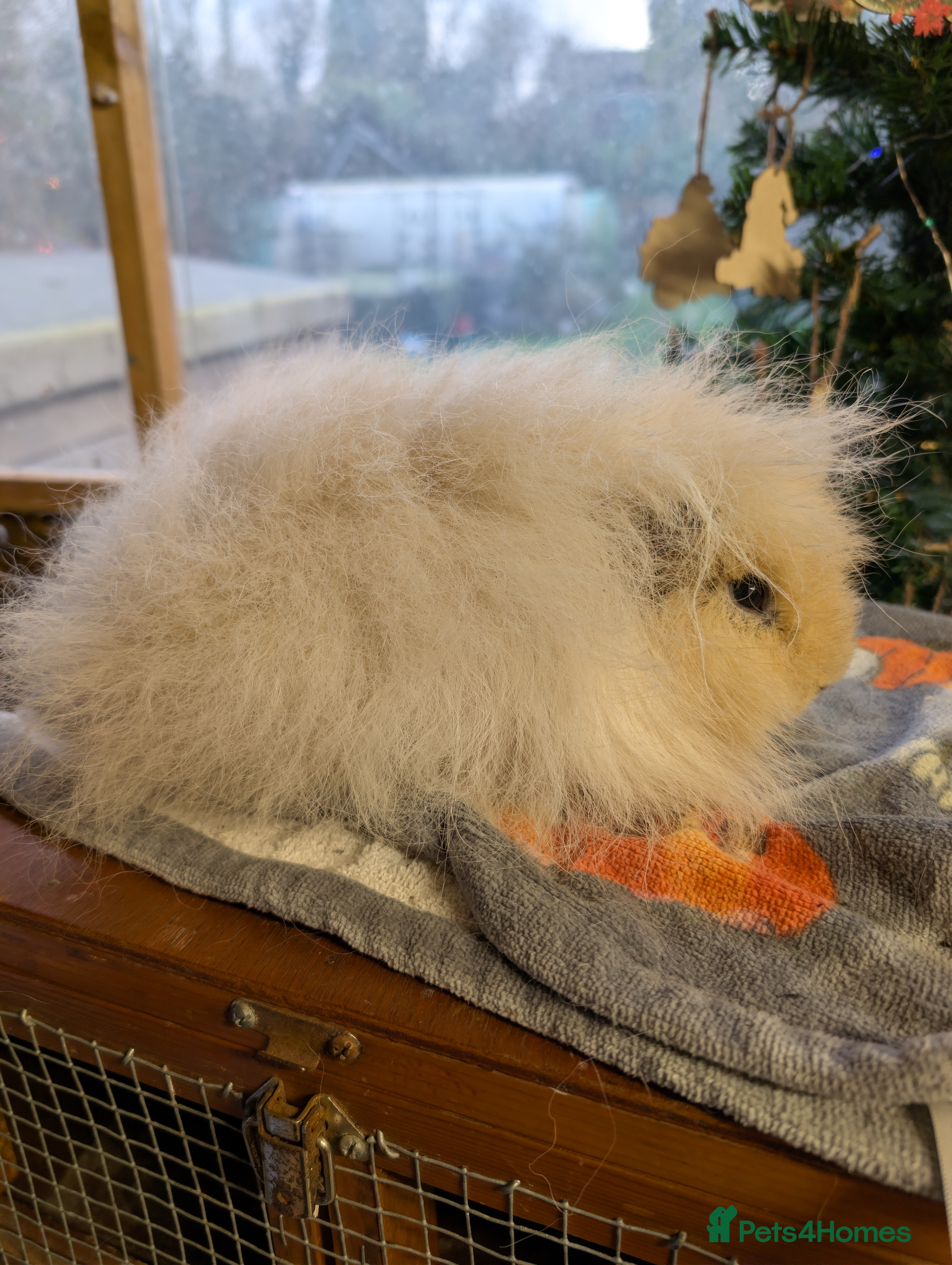 Guinea Pig rodents Swiss Guinea Pigs  - Advert 5