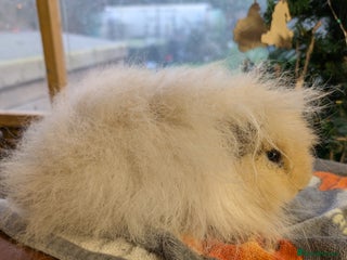 Guinea Pig rodents Swiss Guinea Pigs - Advert 1