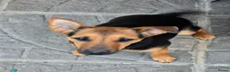 Jack Russell dogs for sale: Bonnie is looking for a loving home - Advert 4