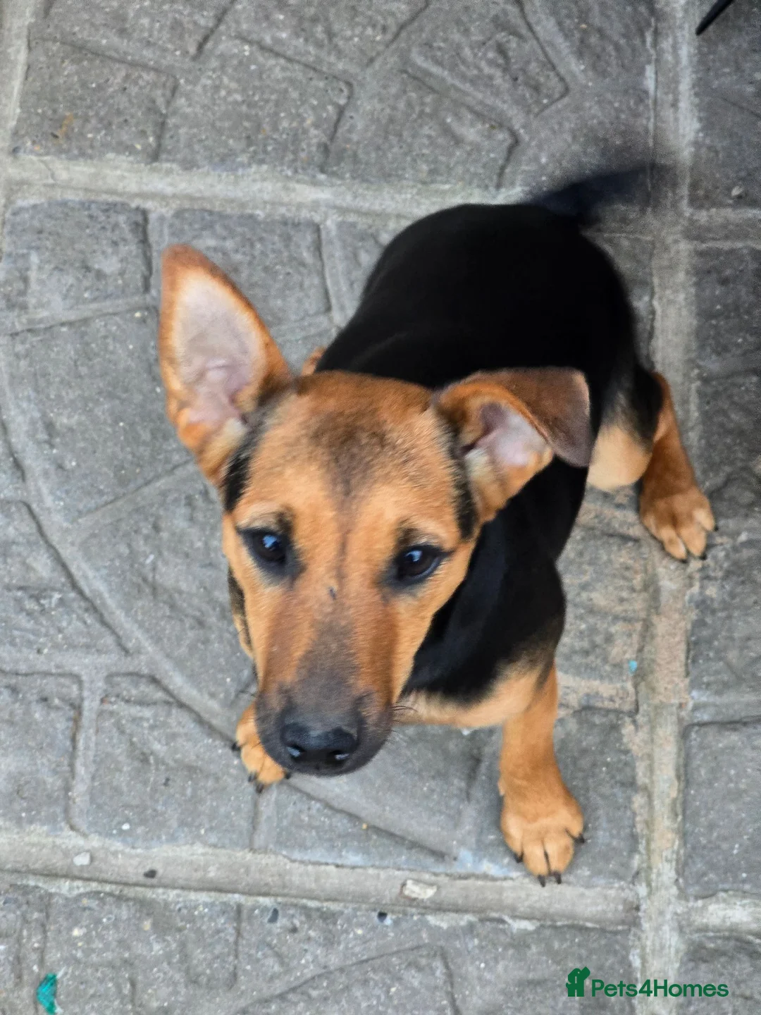 Jack Russell dogs for sale: Bonnie is looking for a loving home - Advert 4