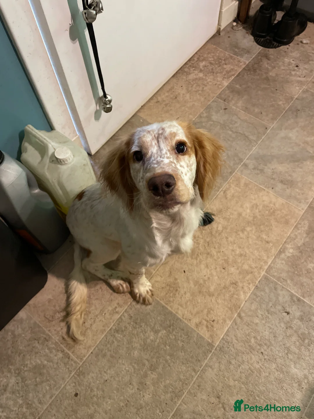Cocker Spaniel dogs for sale: 6 month old cocker spaniel pup Enzo - Advert 1