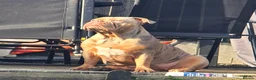 Olde English Bulldogge dogs for sale: Olde english bulldog female in Romford - Advert 6