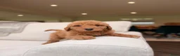 Goldendoodle dogs for sale: Super Quality Doodles  - Advert 7