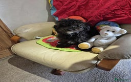 Shihpoo dogs for sale: Shihpoo puppys - Image 3