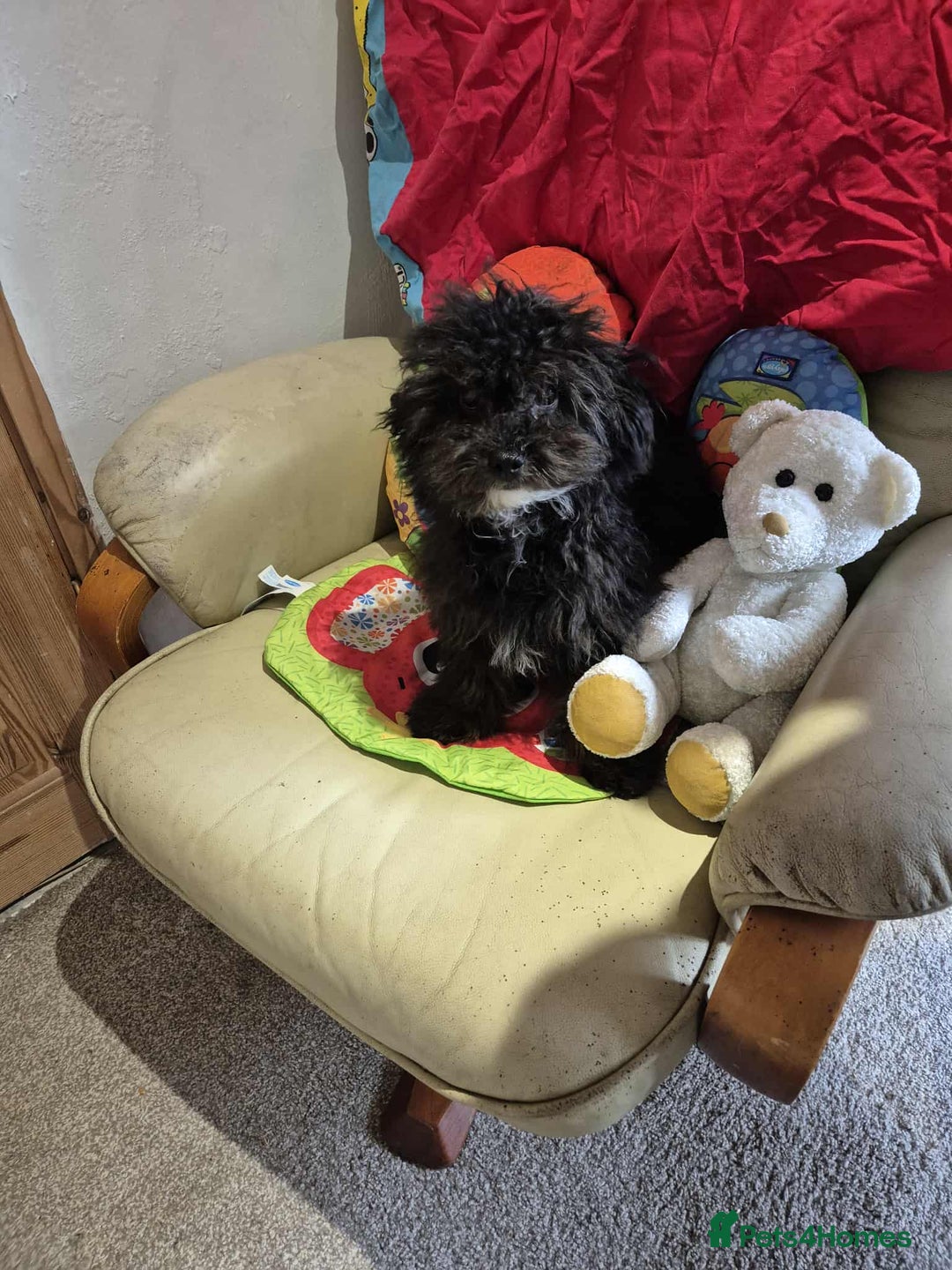 Shihpoo dogs for sale: Shihpoo puppys - Image 3