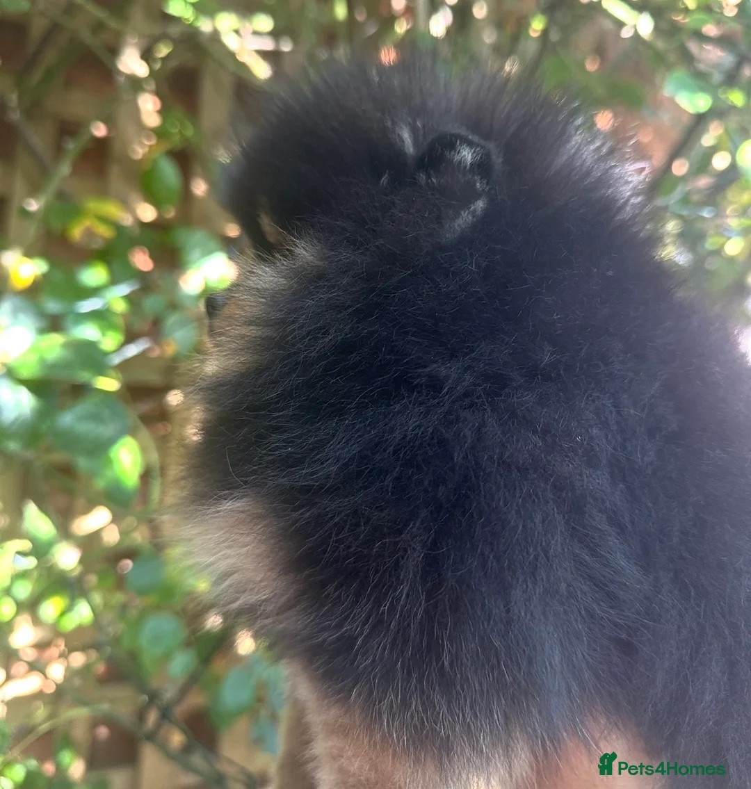 Pomeranian dogs for sale: Teeny tiny male Pomeranian - Advert 2