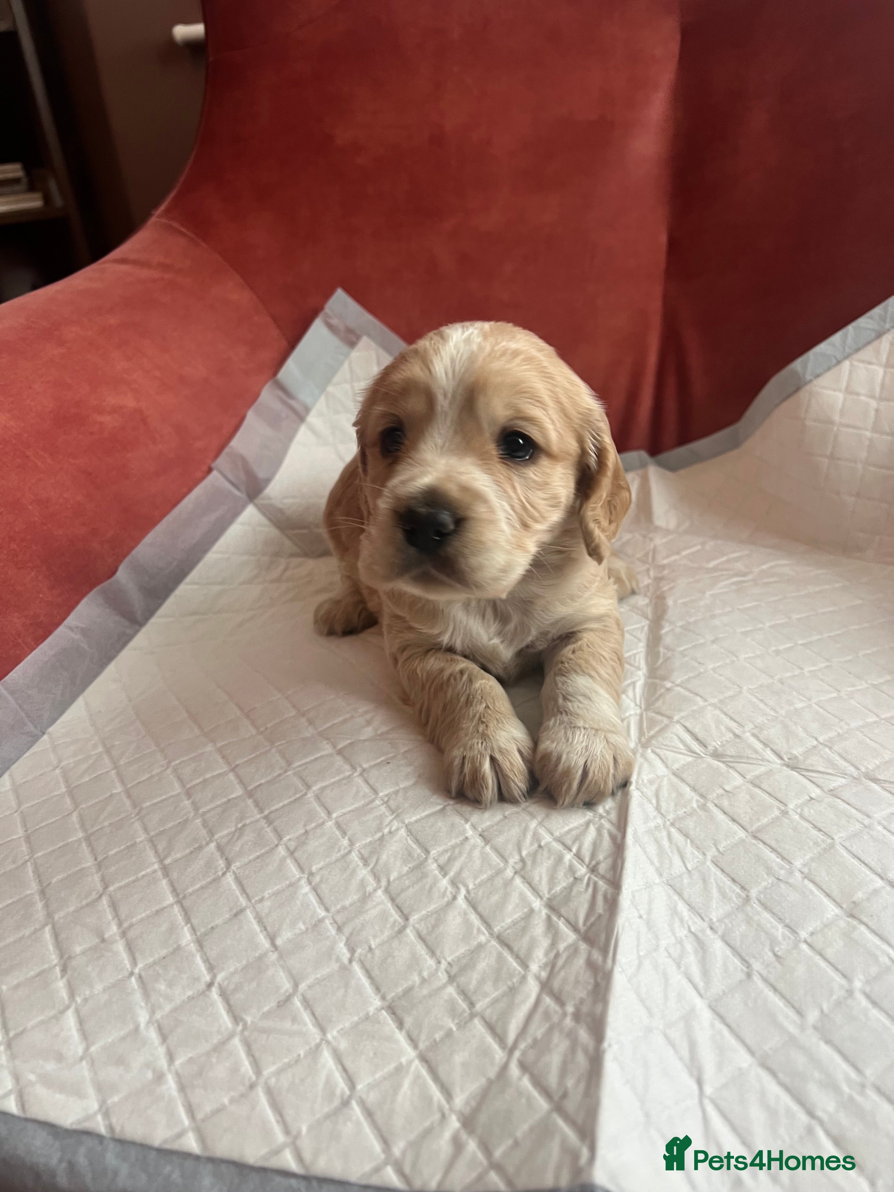 Cocker Spaniel dogs Beautiful Working Type Cocker Spaniel Pups - Advert 1