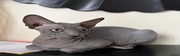 Sphynx cats for sale: Sphynx girls for sale  - Advert 4