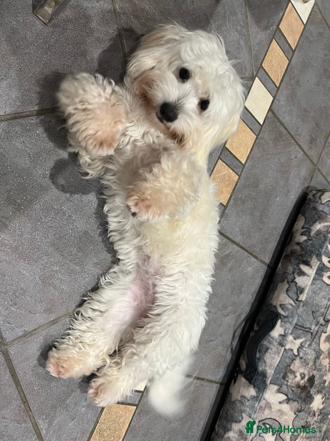 Coton De Tulear dogs for sale: 9 Month Female Thoroughbred Coton De Tuleur  - Advert 2