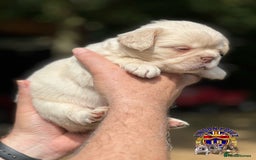 French Bulldog dogs for sale: QUALITY FLUFFY FRENCH BULLDOG PUPPIES - Image 4