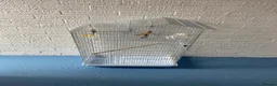 Budgerigars birds for sale: Bird cage with free Budgie in Leamington Spa - Advert 3