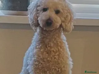 Miniature Poodle dogs Stunning miniature poodle for Stud - Advert 1