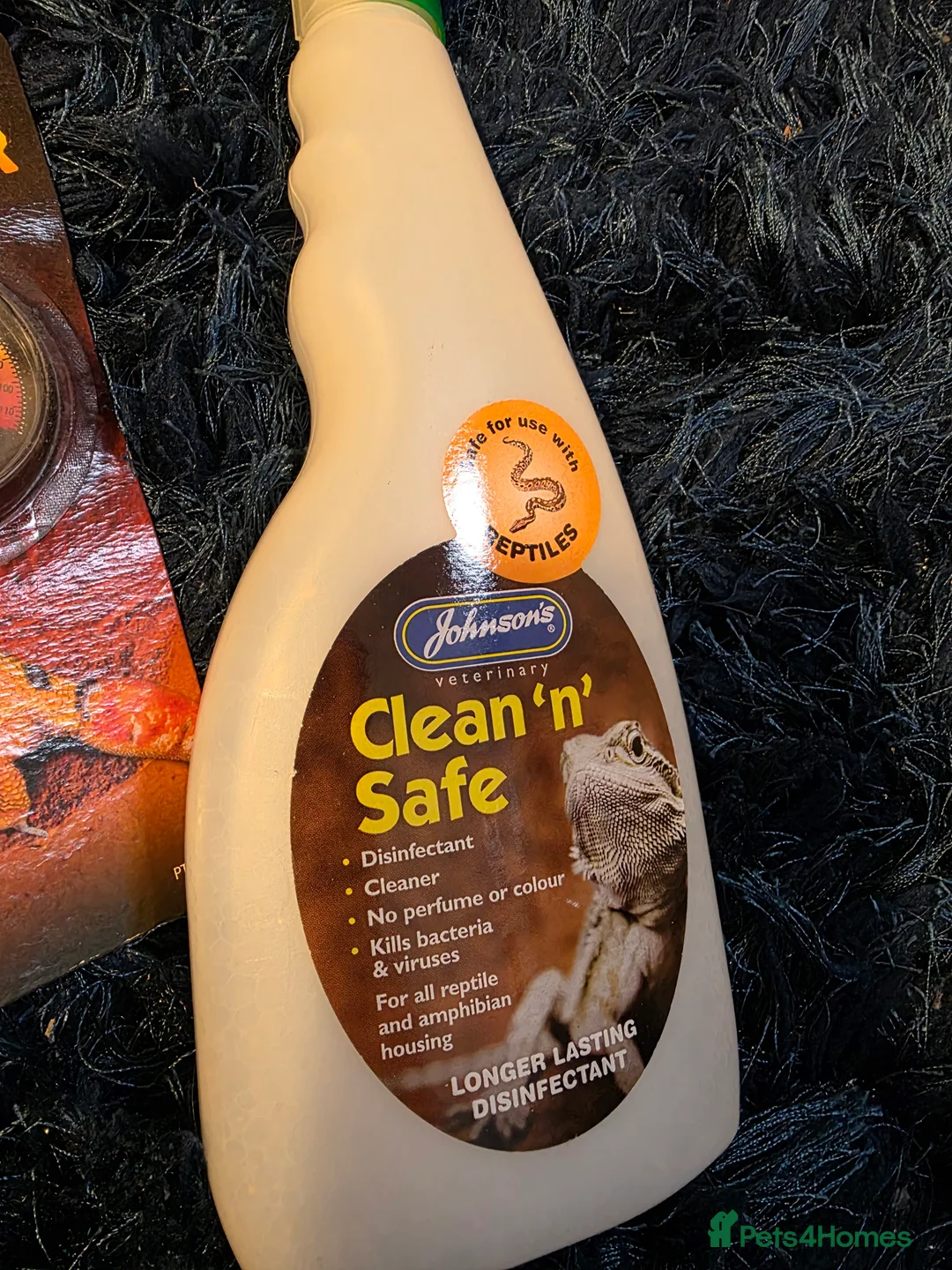 Snake reptiles for sale: Western Hognose & setup  in Shefford - Advert 9