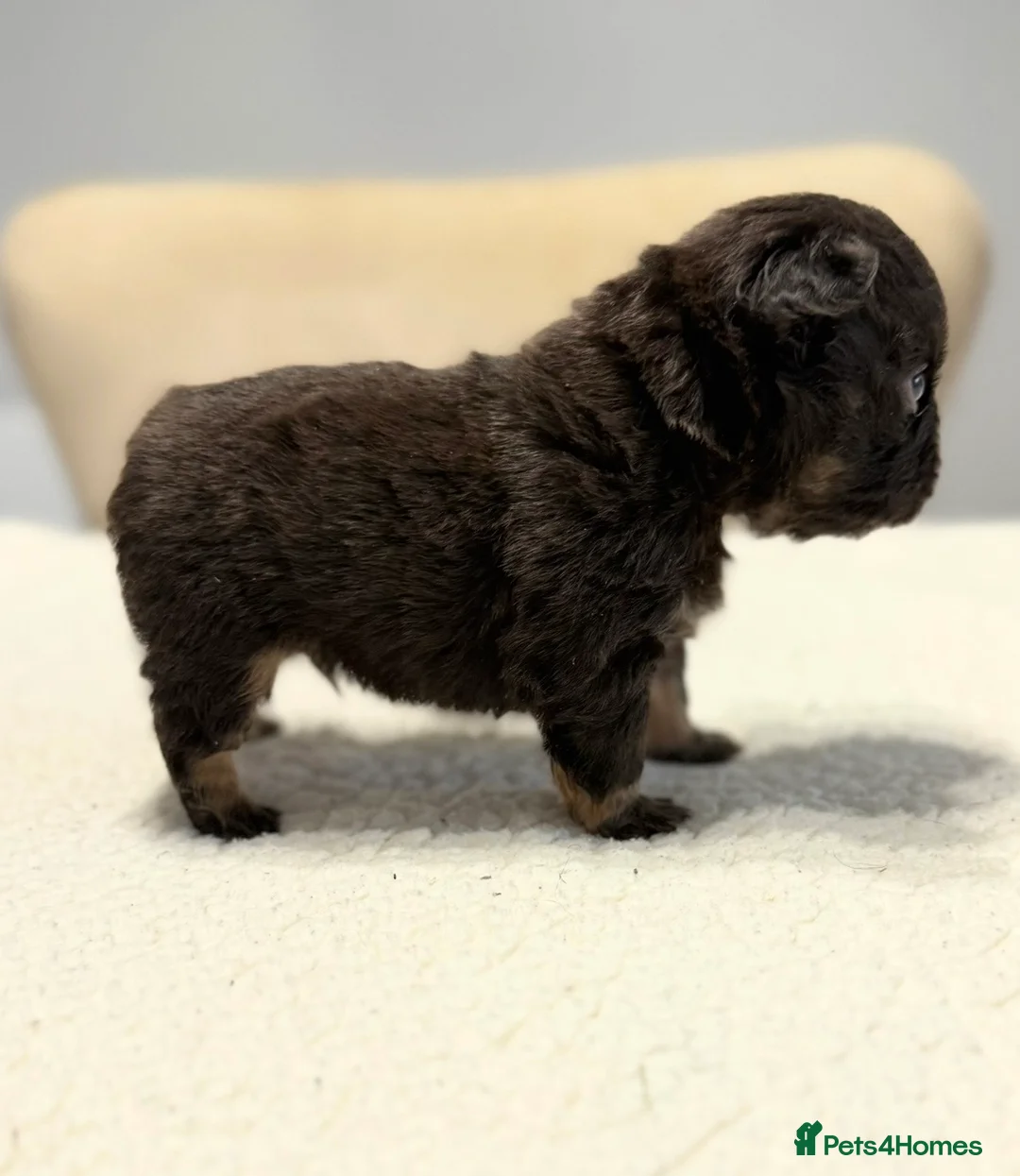 French Bulldog dogs for sale: Full fluffy French bulldogs  - Advert 5